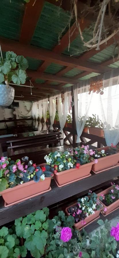 Готель Casa David Суліна Екстер'єр фото